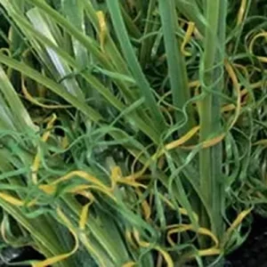 52T® Synthetic Turf – USA-Made Artificial Grass Close-Up