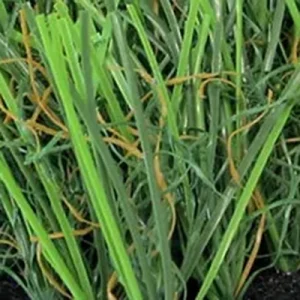 62ST® Artificial Turf – Lush Green Grass for Landscapes and Playgrounds